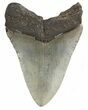 Fossil Megalodon Tooth - South Carolina #47485-1